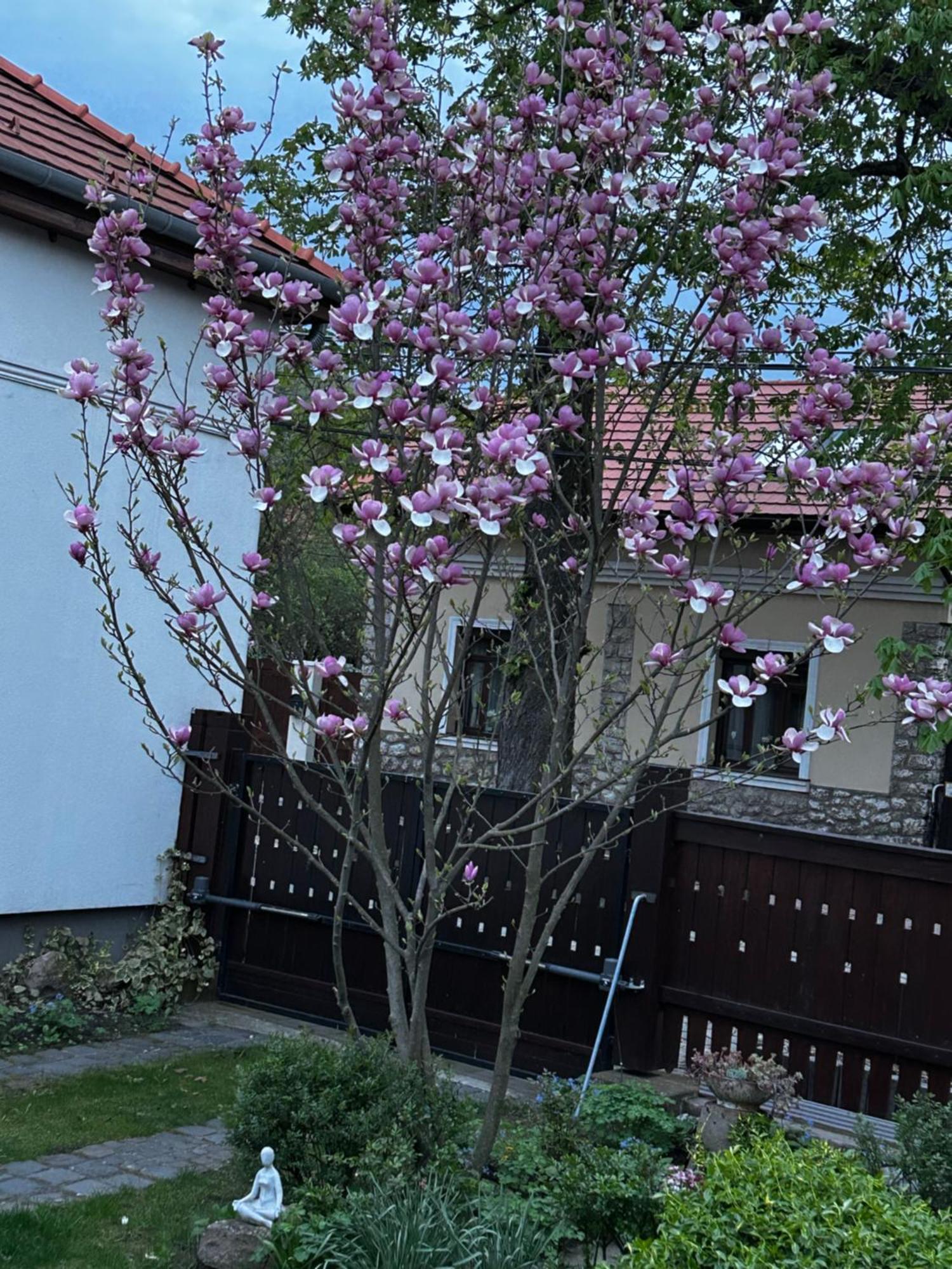 Apartament Magnolia Garden Miszkolc Zewnętrze zdjęcie
