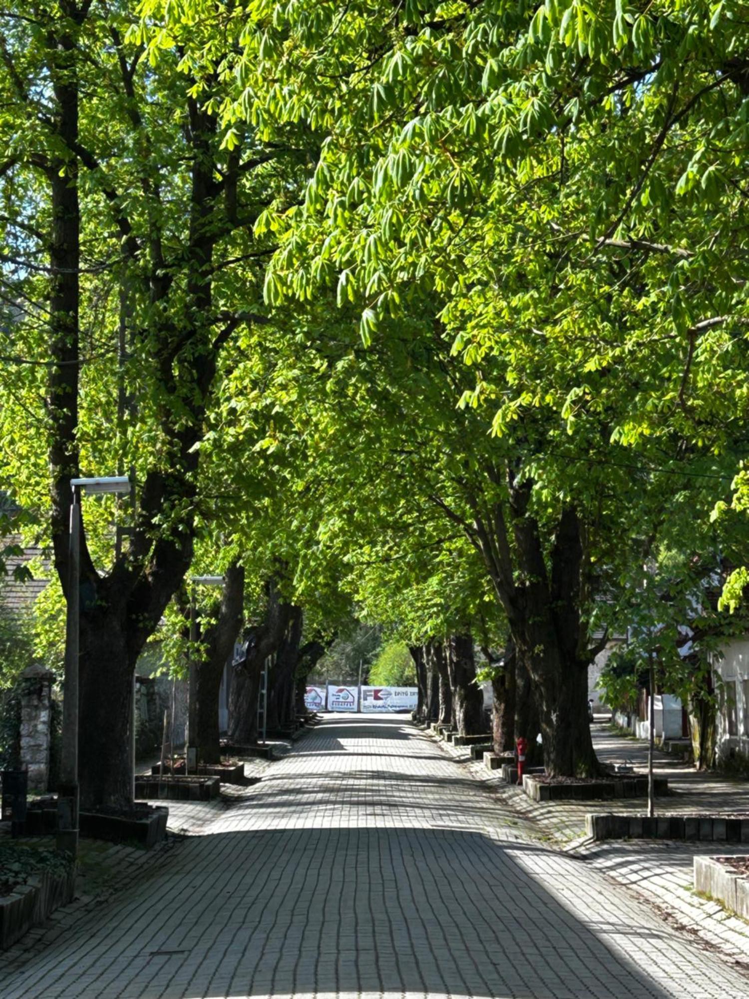 Apartament Magnolia Garden Miszkolc Zewnętrze zdjęcie